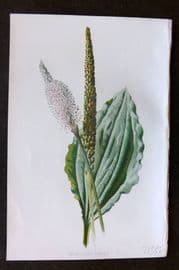 Hulme 1884 Antique Botanical Print. Broad Leaved Plantain