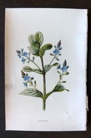 Hulme 1884 Antique Botanical Print. Brooklime