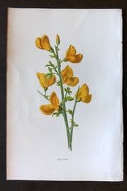 Hulme 1884 Antique Botanical Print. Broom