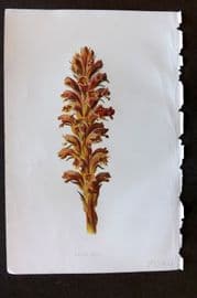 Hulme 1884 Antique Botanical Print. Broom Rape