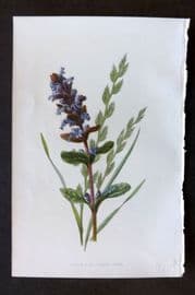 Hulme 1884 Antique Botanical Print. Bugle & Tall Fescue Grass