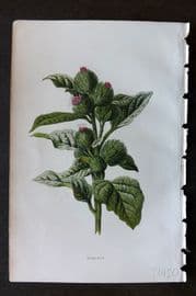 Hulme 1884 Antique Botanical Print. Burdock