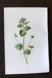 Hulme 1884 Antique Botanical Print. Buxbaum's Speedwell