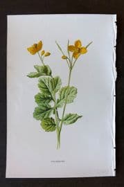 Hulme 1884 Antique Botanical Print. Celandine