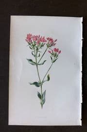 Hulme 1884 Antique Botanical Print. Centaury