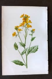 Hulme 1884 Antique Botanical Print. Charlock