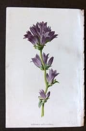 Hulme 1884 Antique Botanical Print. Clustered Bell Flower