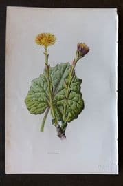 Hulme 1884 Antique Botanical Print. Coltsfoot