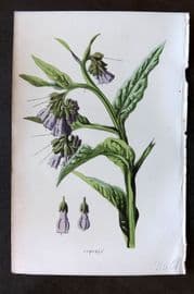 Hulme 1884 Antique Botanical Print. Comfrey