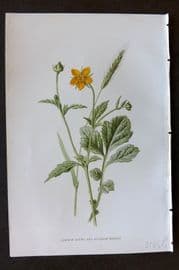 Hulme 1884 Antique Botanical Print. Common Avens and Meadow Barley
