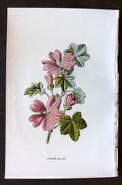 Hulme 1884 Antique Botanical Print. Common Mallow