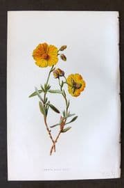 Hulme 1884 Antique Botanical Print. Common Rock Rose