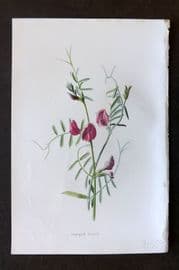 Hulme 1884 Antique Botanical Print. Common Vetch