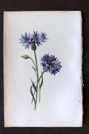 Hulme 1884 Antique Botanical Print. Corn Blue Bottle