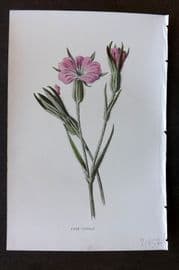Hulme 1884 Antique Botanical Print. Corn Cockle