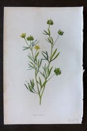 Hulme 1884 Antique Botanical Print. Corn Crowfoot