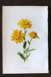 Hulme 1884 Antique Botanical Print. Corn Marigold