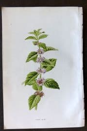 Hulme 1884 Antique Botanical Print. Corn Mint
