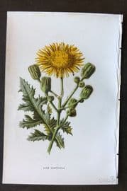 Hulme 1884 Antique Botanical Print. Corn Sowthistle