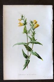 Hulme 1884 Antique Botanical Print. Cow Wheat or Melampyre