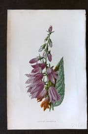 Hulme 1884 Antique Botanical Print. Creeping Campanula