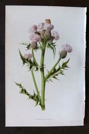 Hulme 1884 Antique Botanical Print. Creeping Thistle