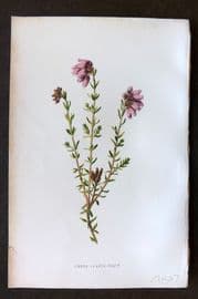 Hulme 1884 Antique Botanical Print. Cross Leaved Heath