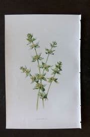 Hulme 1884 Antique Botanical Print. Crosswort