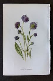 Hulme 1884 Antique Botanical Print. Devil's Bit Scabious