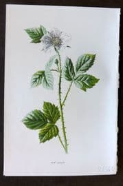 Hulme 1884 Antique Botanical Print. Dewberry