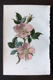 Hulme 1884 Antique Botanical Print. Dog Rose