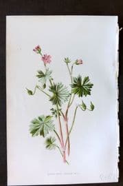 Hulme 1884 Antique Botanical Print. Dove's Foot Crane's Bill