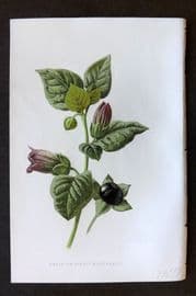 Hulme 1884 Antique Botanical Print. Dwale or Deadly Nightshade