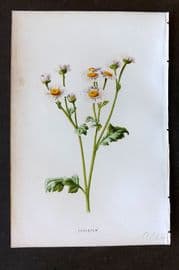 Hulme 1884 Antique Botanical Print. Feverfew