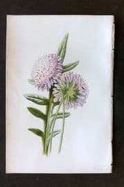 Hulme 1884 Antique Botanical Print. Field Scabious