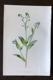 Hulme 1884 Antique Botanical Print. Field Scorpion Grass