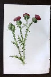 Hulme 1884 Antique Botanical Print. Field Thistle