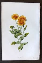 Hulme 1884 Antique Botanical Print. Fleabane