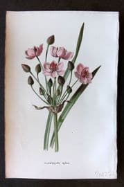 Hulme 1884 Antique Botanical Print. Flowering Rush