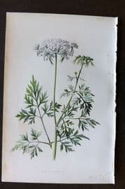 Hulme 1884 Antique Botanical Print. Fool's Parsley