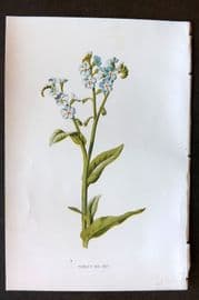 Hulme 1884 Antique Botanical Print. Forget Me Not