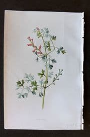 Hulme 1884 Antique Botanical Print. Fumitory