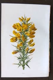 Hulme 1884 Antique Botanical Print. Furze