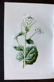 Hulme 1884 Antique Botanical Print. Garlic Mustard or Sauce Alone