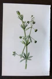 Hulme 1884 Antique Botanical Print. Goose Grass