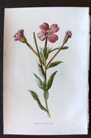 Hulme 1884 Antique Botanical Print. Greater Willow Herb