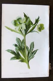 Hulme 1884 Antique Botanical Print. Green Hellebore