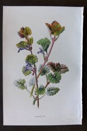Hulme 1884 Antique Botanical Print. Ground Ivy