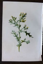 Hulme 1884 Antique Botanical Print. Groundsel