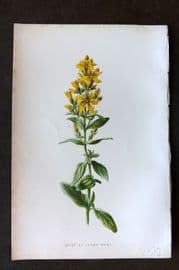 Hulme 1884 Antique Botanical Print. Hairy St. John's Wort
